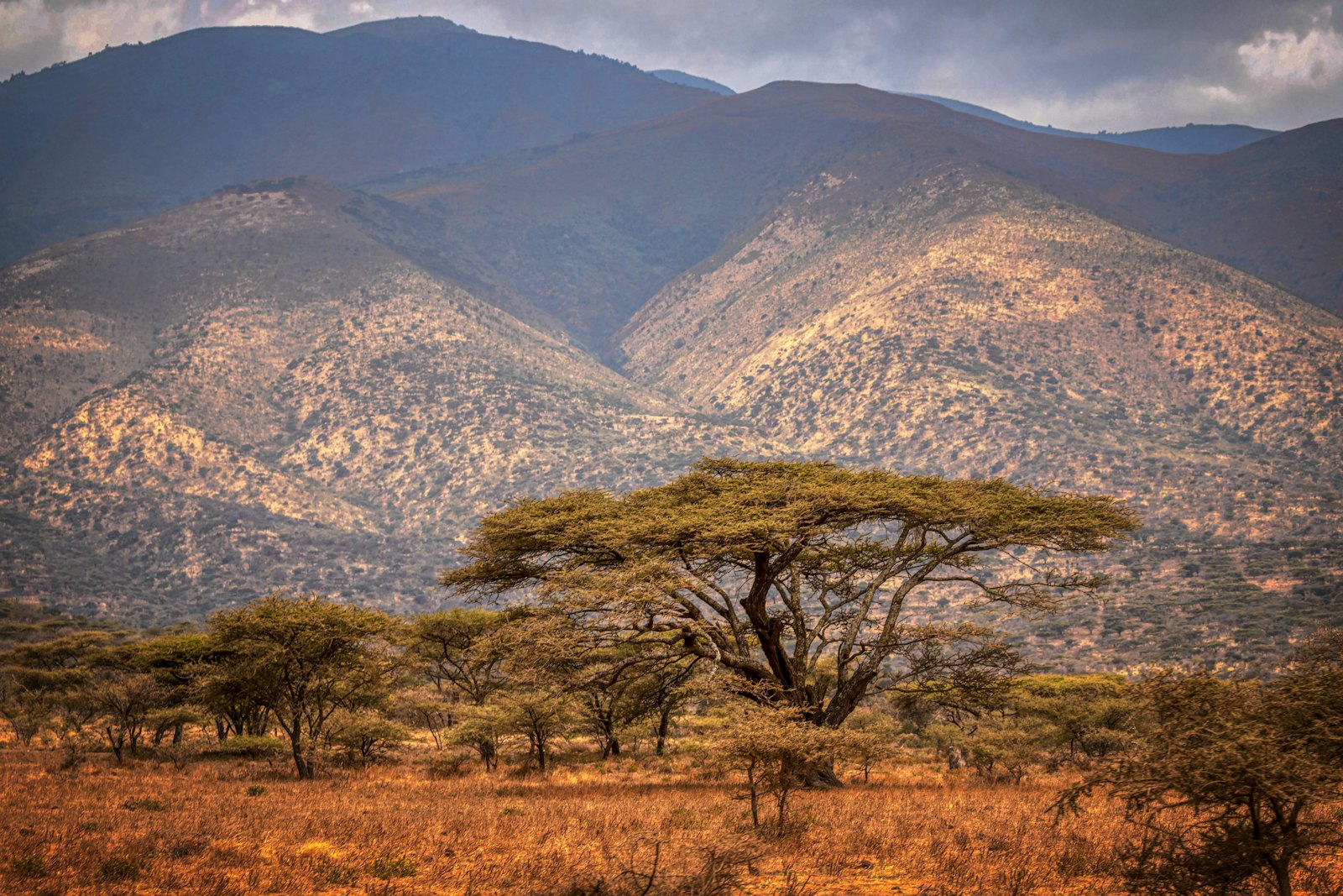 An acacia tree on the Serengeti grasslands with hills beyond, Tanzania