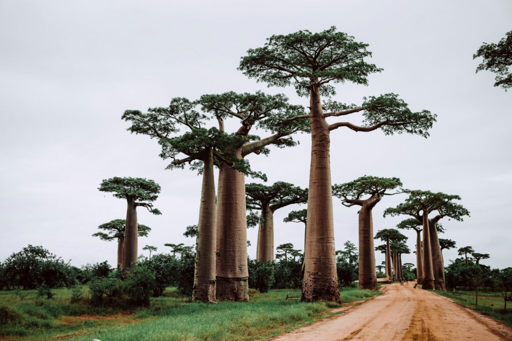 Madagascar eSIM data plan