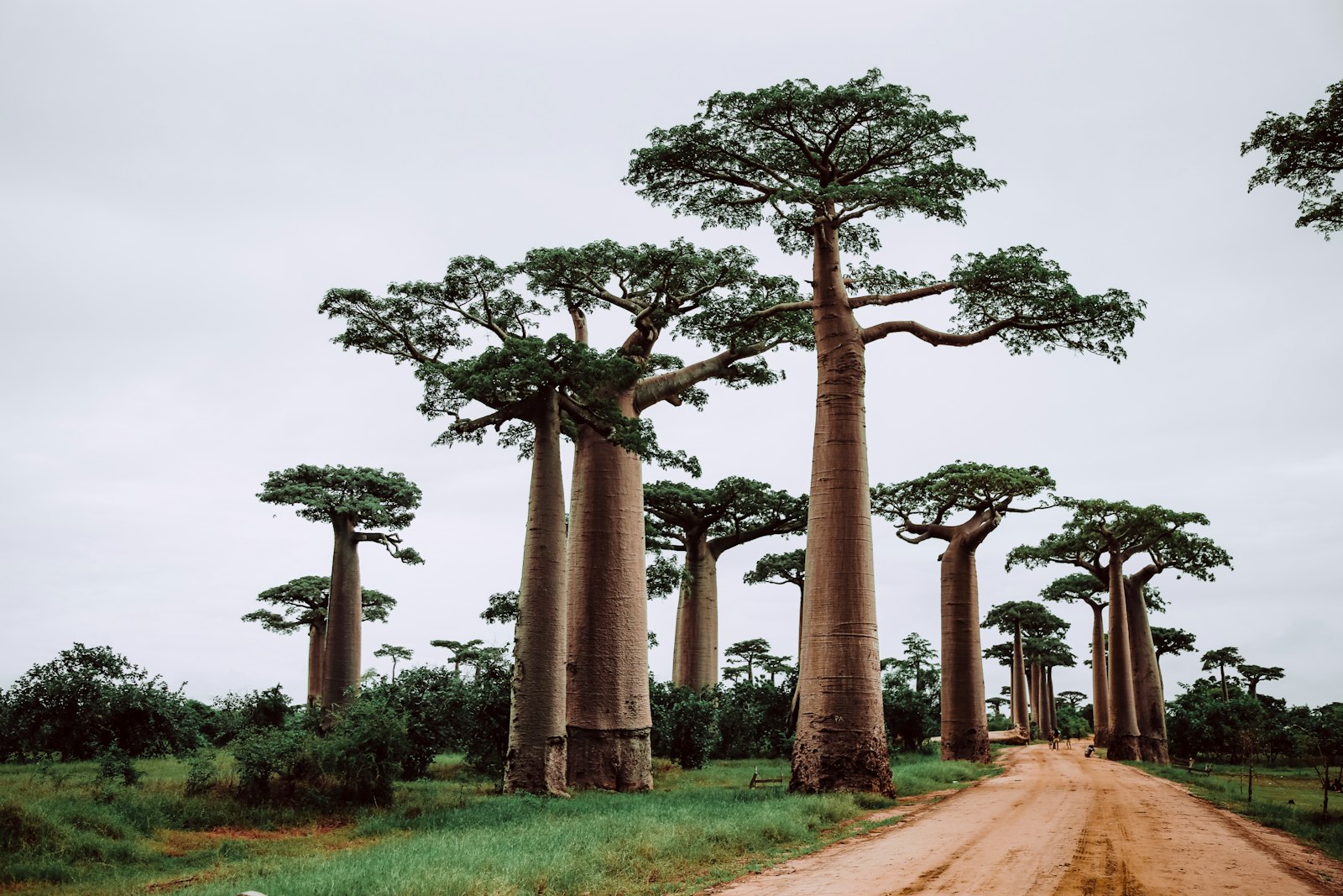 Avenue of the Baobabs in Madagascar with the iconic baobab trees