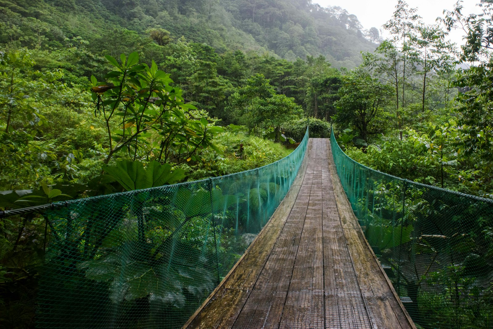 Suspension bridge through the Costa Rican rainforest canopy
