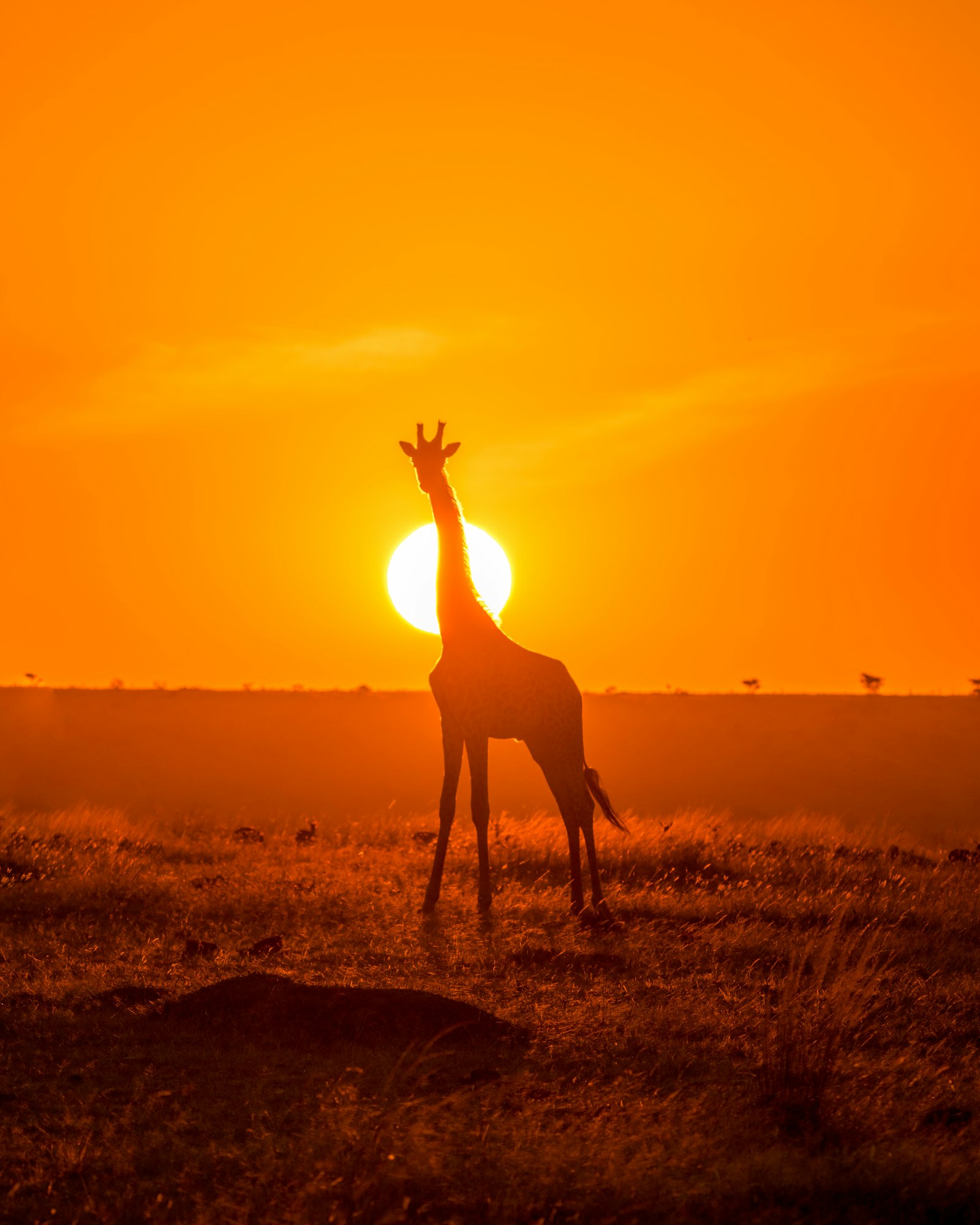 Silhouetted giraffe walking across the savanna at sunset, Maasai Mara, Kenya